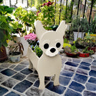 Chihuahua Blumentopf
